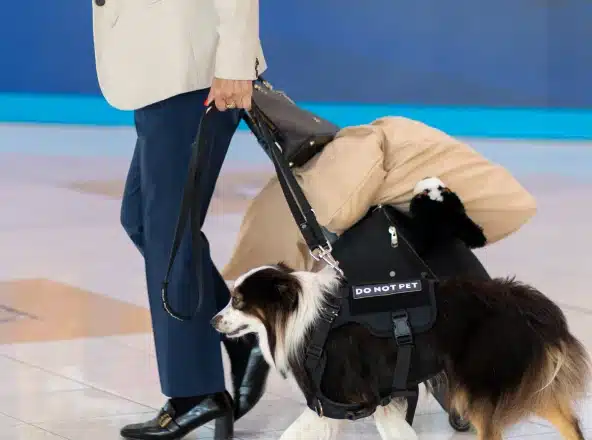 Service Animals