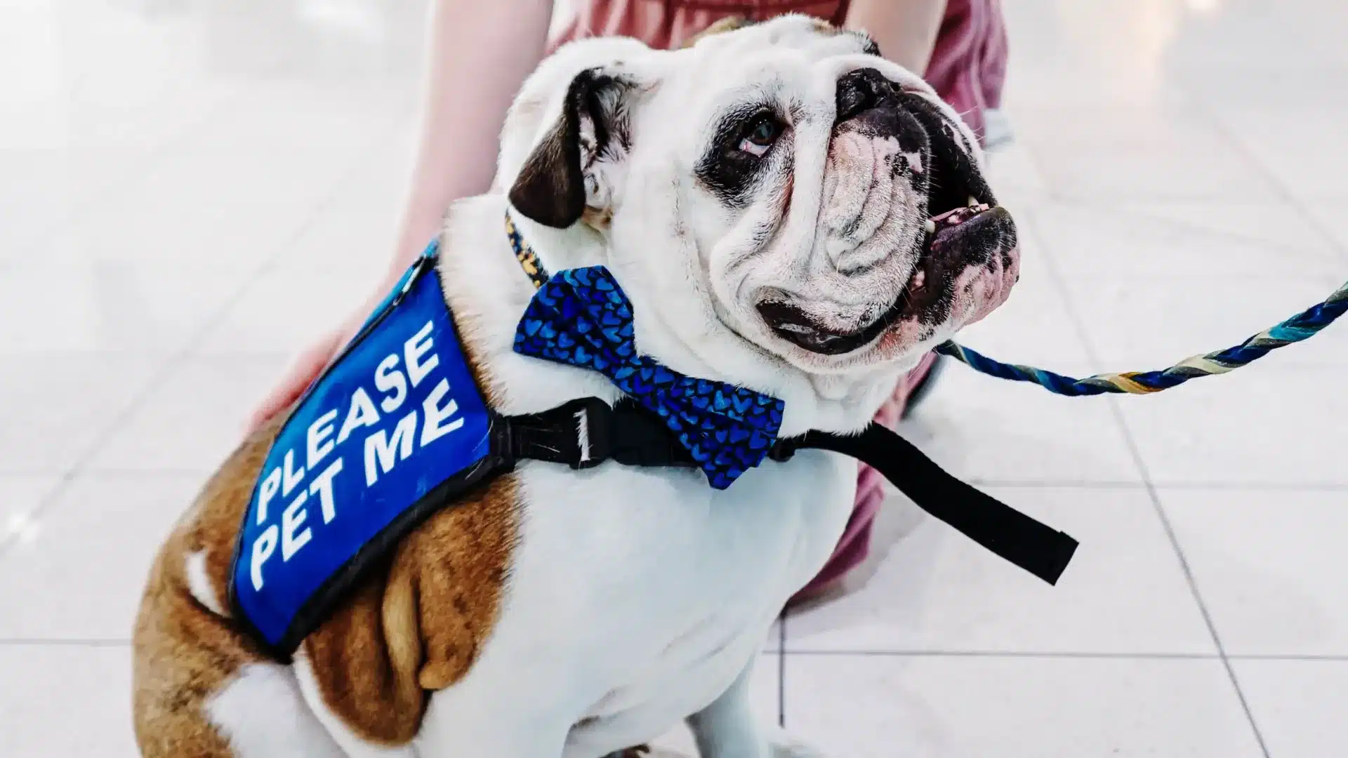 Animals in the Terminal