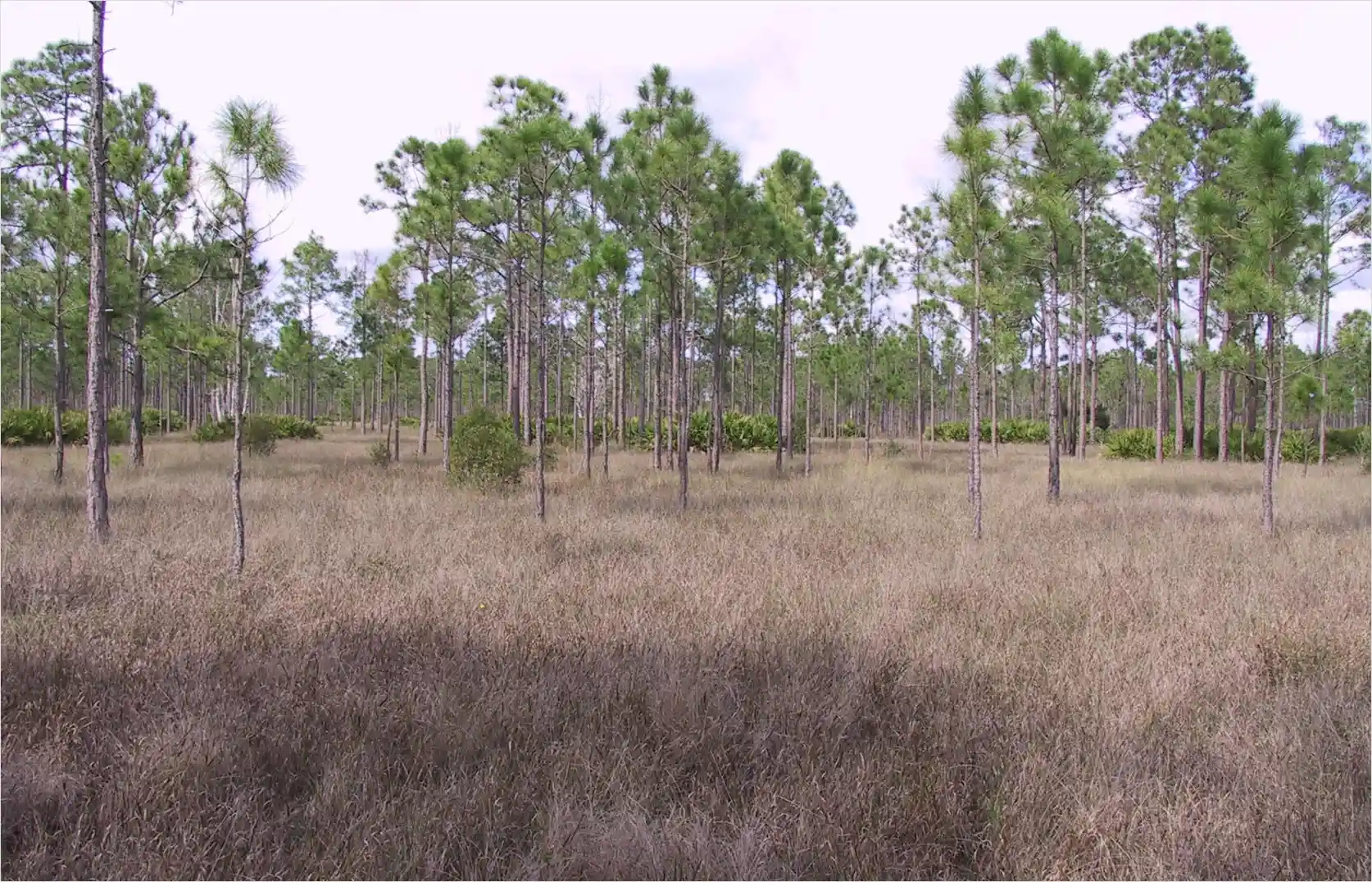 RSW Mitigation Park